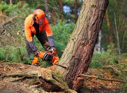 Best Root Management and Removal  in Patterson, CA