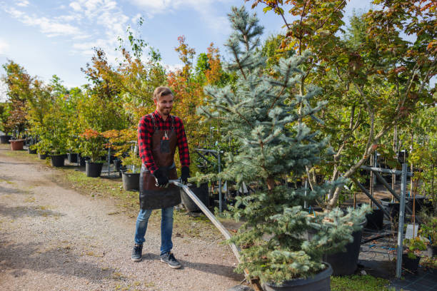 Best Leaf Removal  in Patterson, CA