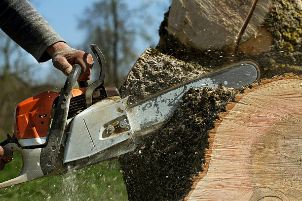 How Our Tree Care Process Works  in Patterson, CA